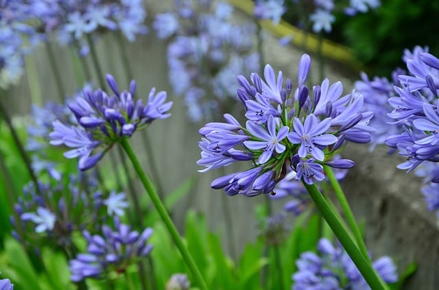 agapanthus