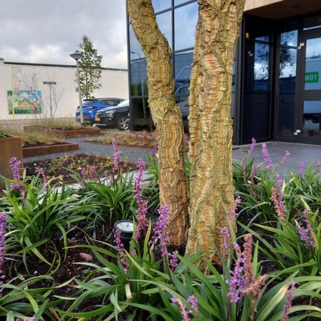 beplanting vaste planten